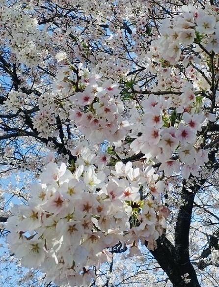 満開の桜